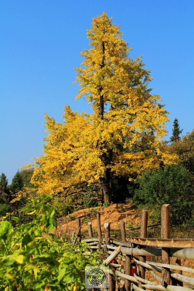 72676871b4d1e55d9260287df07c3c8