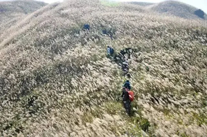 【惠州金色大南山1天】邂逅秋日金色大南山芦花季，徒步穿越迷人高山草甸1天