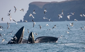 观鲸季【巨鲸花园】99%的人不知道！国内唯一近距离观鲸秘地，火山与海洋的相遇！