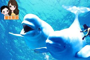 杭州長喬極地海洋公園一日游