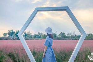 【攝影賞花】特價10.24CCTV報道家門口的粉黛亂子草花海攝影攝像隨團旅拍！