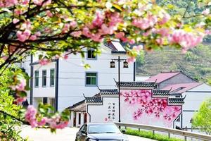 3.20【特價138元】磐安百里櫻花谷不容錯過，想要的“櫻”有盡有