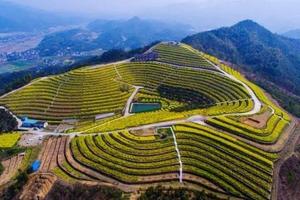 【花海攝影】非周末3月24日360度純天然觀景平臺，盡情漫步于花海之中，尋網紅村“東梓關村