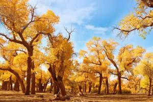 10.12-18【胡楊林遇見神奇寧夏】一次旅行玩遍胡楊林、沙漠、黃河、丹霞，4-8人精品小團。