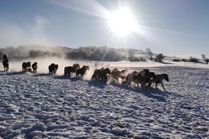 1月28日壩上雪原,硬派越野車6天5晚穿越烏蘭布統