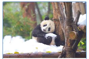 冬游九寨5天，春節行程上架