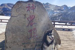 5.1-5神農架 老君山賞杜鵑花徒步穿越五日游