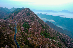 3.8如云似雪，數萬畝野櫻花，一個山頭連著一個山頭盛放，盡賞報春美景