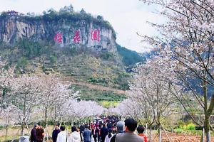 3.25櫻花公園賞花，金雞巖團建