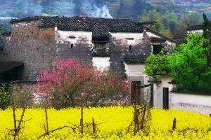 4.8【夢里老家】中國最美鄉村，篁嶺梯田賞花，船游花海.精華踏春賞花二日游