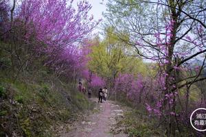 4.4清明假期，行走金華古道系列之——五路嶺古道