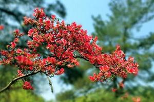 「少量余位」4.23磐安高姥山，浙江最好的高山百畝杜鵑，花開正艷時
