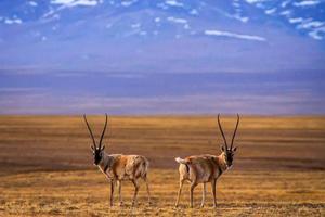 5.27探索可可西里，邂逅柴達木，大西北的溫情