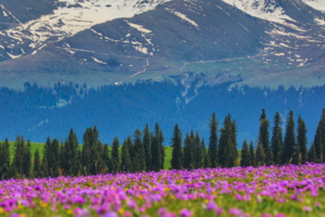 7.30暢游北疆環(huán)線，一次行程深度13日
