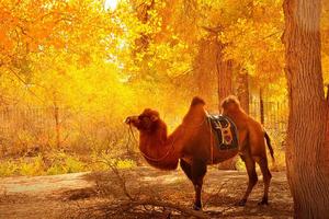 10月17天6晚丨三大胡楊林額濟納胡楊林，弱水金沙胡楊林，金塔胡楊林，居延海日出，張掖+怪樹林日落，經典嘉峪關/黑城遺址