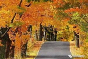 11月20日已成行，湖州銀杏長廊七彩北湯村飛鴻滑草場特惠2日游