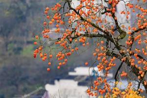 11.19自駕游（行者自組團(tuán)）皖美秋色，齊云山，塔村秋色，鹽鋪花海！