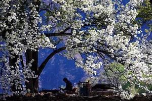 3.18春染川西，12人小團賞梨花、觀貢嘎雪山