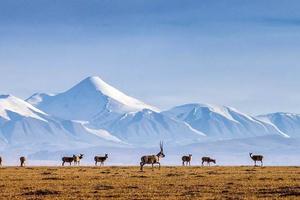 5.19【探秘玉樹】-走進可可西里攝影精品小團8天7晚深度之旅