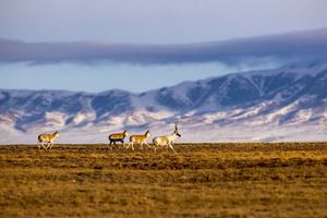 7.26【探秘西北無人區(qū)】可可西里+惡魔之眼2-6人VIP自由小團(tuán)7日