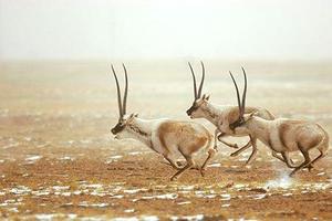 9.8可可西里【邂逅柴達木】