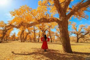 9.26首發(fā)全網(wǎng)最低【金秋胡楊】焉支山-弱水黑城怪樹林-額濟(jì)納大漠胡楊林-居延海-平山湖大峽谷7天6晚之旅