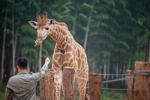 1.30-2.3天天發團【蛇年迎新春?龍之夢過大年】湖州龍之夢?春節大廟會?南京牛首山? 中山陵?夫子廟三日游