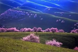 4.20【邂逅伊犁之春】2-8人精致小包團-賽里木湖+大西溝杏花谷+吐爾根杏花溝環線