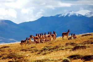 4.19特價踩線【探秘玉樹】-走進可可西里攝影精品小團8天7晚深度之旅