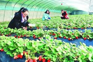 【地下藝術(shù)宮殿】靈棲洞.草莓采摘純玩一日游