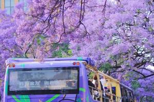 5.7老畢帶隊，【人間四月天】昆明+西昌雙城藍花楹、元謀土林、九十九里溫泉瀑布、瀘沽湖輕奢（無人機航拍+豪華住宿）