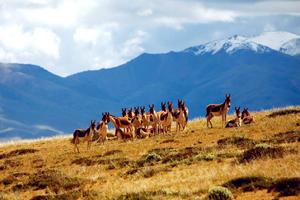 7-9月天天發(fā)團(tuán)，2-8人小包團(tuán)，可可西里【邂逅柴達(dá)木】艾肯泉，U型公路，火星營(yíng)地……