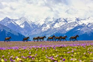 7-9月天天發(fā)團(tuán)，深度新疆伊犁8日，VIP小車(chē)2-6人團(tuán)，穿越獨(dú)庫(kù)公路，喀拉峻，巴音布魯克……