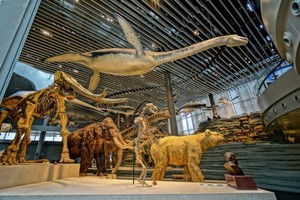 8.30已成團(tuán)【海洋嘉年華】上海東方明珠·海洋水族館·萬國外灘·上海自然博物館三日游