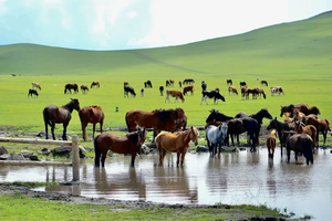 6月15日老畢帶隊(duì)，王牌呼倫貝爾市，一價(jià)全含雙飛