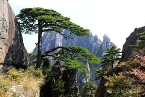 【魅力黄山】黄山.黎阳水街.徽州古城二日游