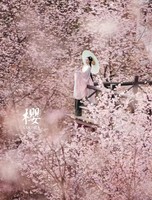 万亩野樱花进入倒计时！附出片率99%隐藏机位，错过再等365天！（含餐）