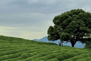 户外活动咨询费