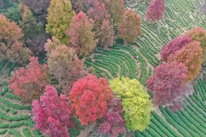 （一天）特价109元【河源上仙湖赏枫】漫步