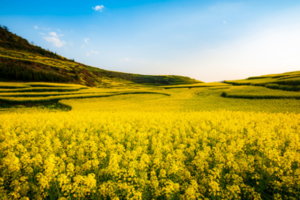 【云南】当上帝打翻的调色板碰上流光溢彩的千年画卷、7天6晚休闲摄影之旅