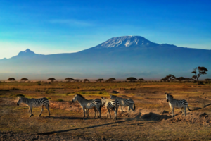 【野性肯尼亚】2020年1月25日-2月4日，东非动物王国肯尼亚10日落地自驾！