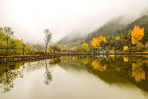 【休闲】11月23-24日探幽水磨坪 千年银杏群 黄仙洞 南庄对节白蜡 温泉2日游