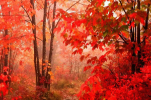 【休闲】11月23日清凉寨看红叶赏银杏一日游，深秋赏叶季，醉美入“色界”