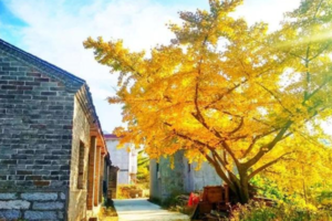 【金寨银杏古村1日】11.16 （周六）杏恋 诗意银杏、自然古村落、休闲摄影（限35人）