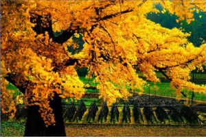 11月22日随州秋韵 洛阳店赏银杏 金色乡村 行摄1日游