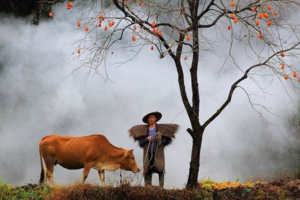 【周六-休闲】11月1日罗田打柿子挖红薯+秋景行摄+品特色吊锅菜