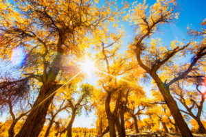 【黄金盛宴】2019邂逅额济纳胡杨林 冰沟丹霞 弱水金沙湾 黄河石林饮马大峡谷 巴丹吉林沙漠摄影8天之旅