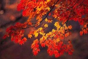 【户外休闲】11月8日（周日）桐柏山休闲登山赏红叶1日游