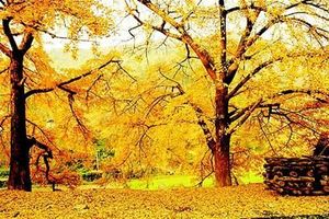 11月21-22日 ，游黄仙洞、访明显陵、元祐温泉，探幽水磨坪千年银杏群2日游