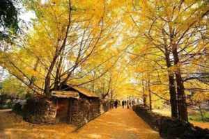 【金秋经典】11月7-8日红叶、银杏一网打尽：中原红叶之都桐柏山+中原银杏第一村 休闲摄影2日游